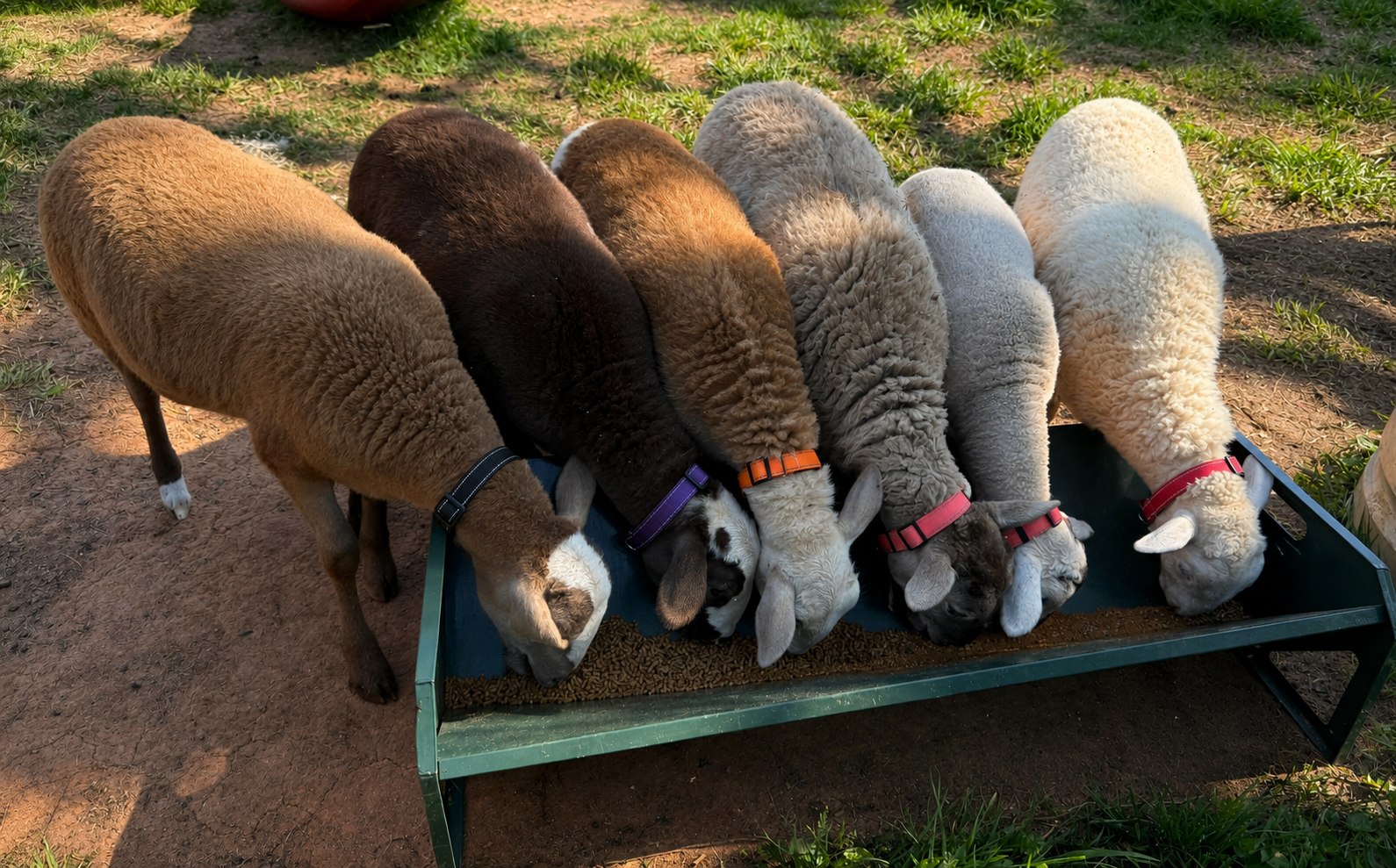 Sheep gathered side by side at a feeding trough at Harper Farm.